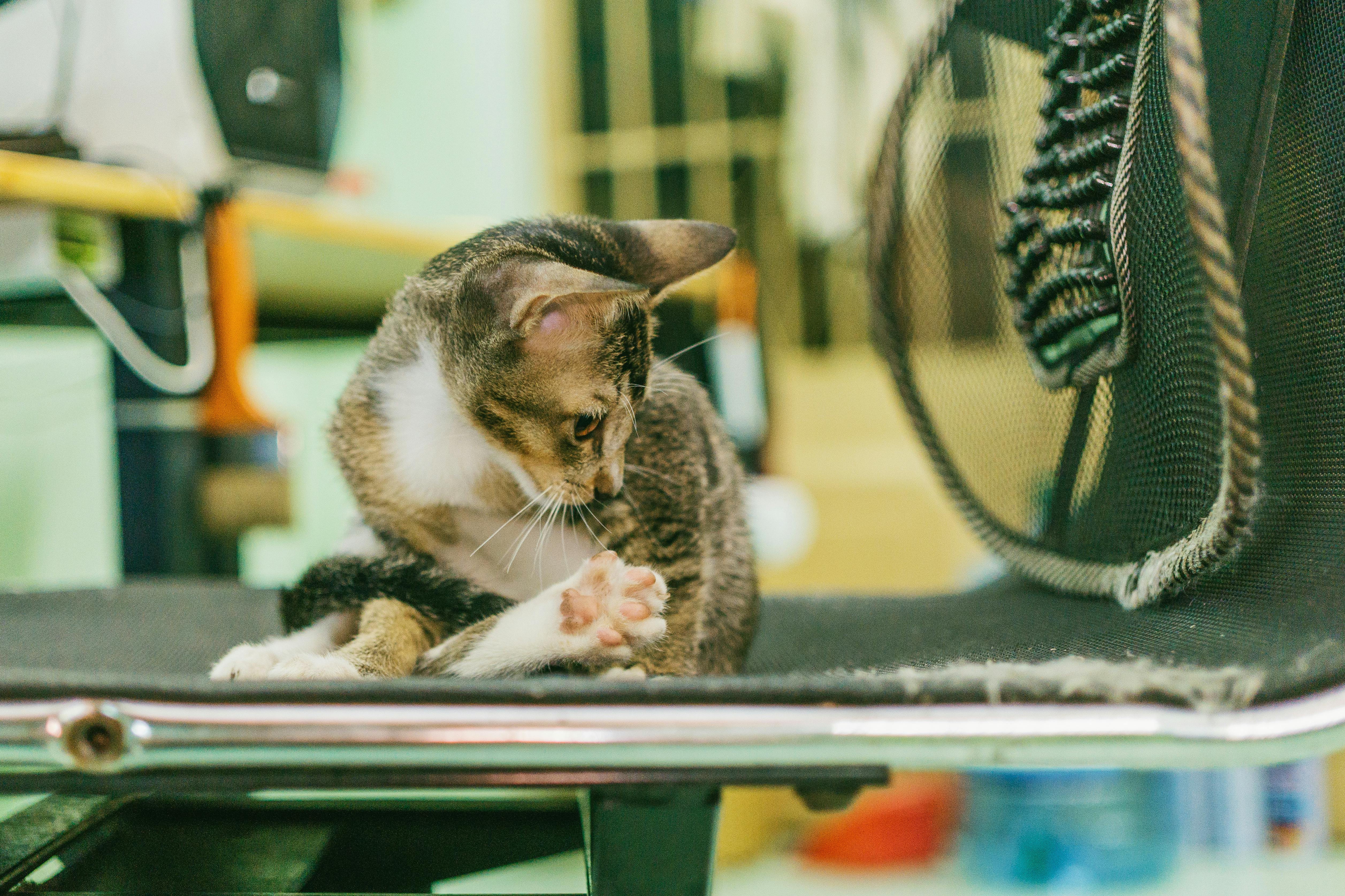 特写镜头中，一只家猫坐在室内的椅子上，展示了它的胡须和毛皮