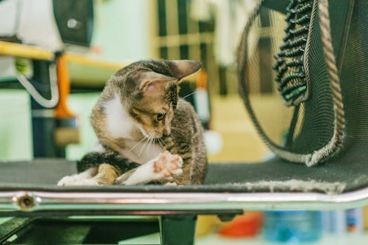 特写镜头中，一只家猫坐在室内的椅子上，展示了它的胡须和毛皮