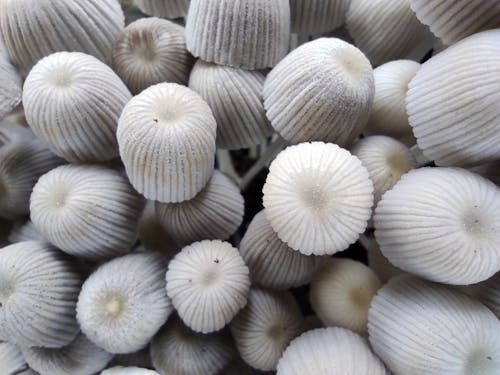 Free Fairy Inkcap Mushrooms in Macro Shot Photography Stock Photo