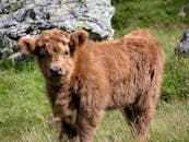 可爱的高地小牛在生机勃勃的绿草地上吃草，展示着它蓬松的外套