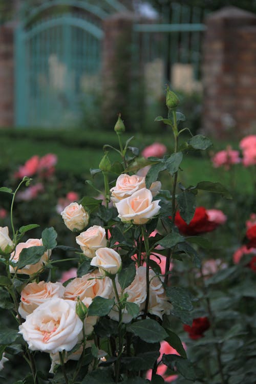 A Close-Up Shot of Roses