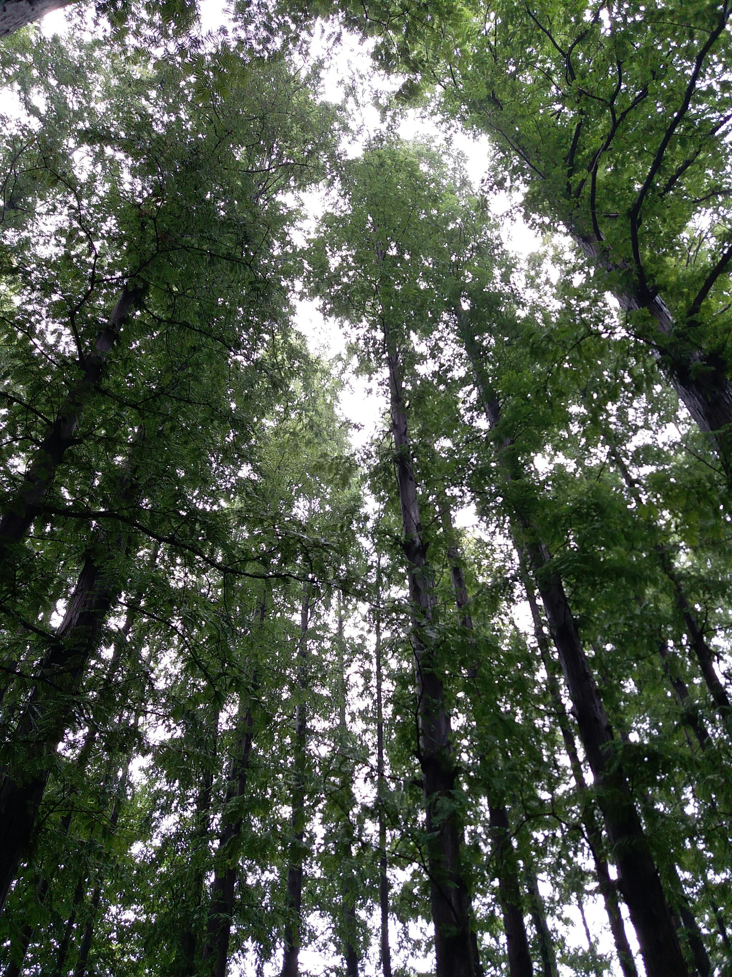 Japanische Takoyaki-Bällchen mit Soße und Belag
