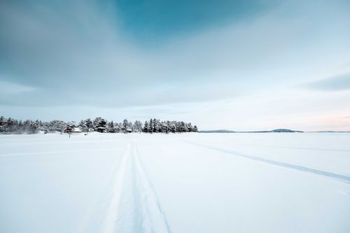 Free Vast terrain covered with snow and traces against tall coniferous trees in nature against cloudy sky on cold winter day Stock Photo