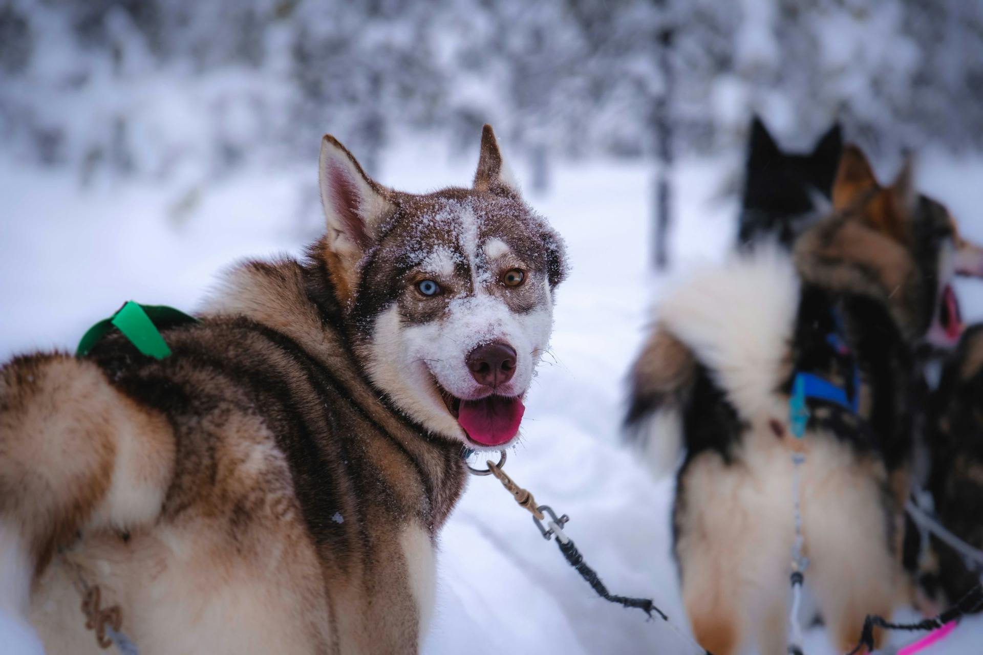 Dogsled huskies in winter forest