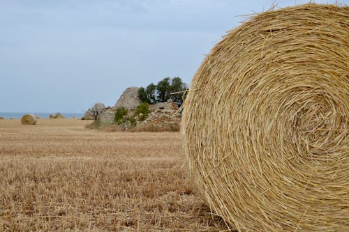 Close-up Photo of Hay Bale 