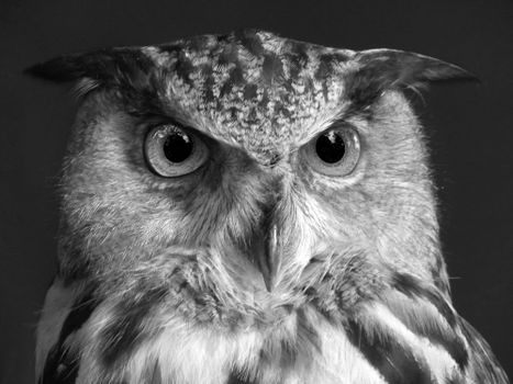 owl photo