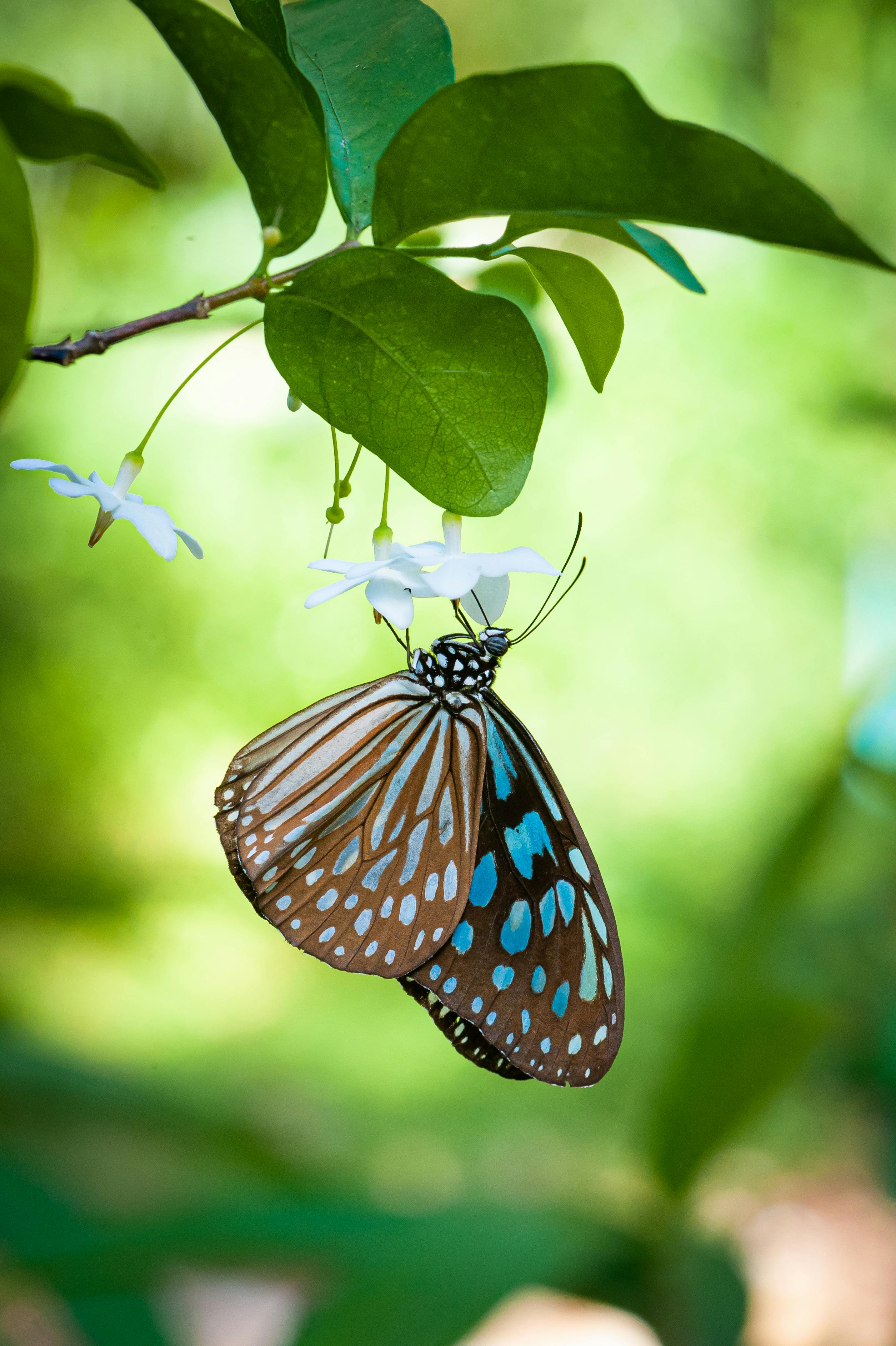 A Blue Tiger butterfly delicately perched on a jasmine flower with green foliage background.