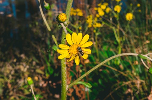 żółty Kwiat Z Pszczołą