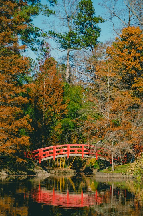 無料 木々に囲まれた橋 写真素材