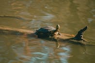 一只海龟趴在一根木头上，在宁静的河流中晒太阳，周围环绕着静谧的倒影
