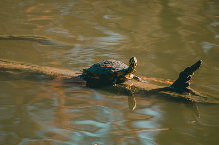 Brown Turtle On Wood Trunk