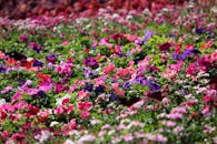 户外花园中盛开的牵牛花色彩缤纷，捕捉了大自然的美丽