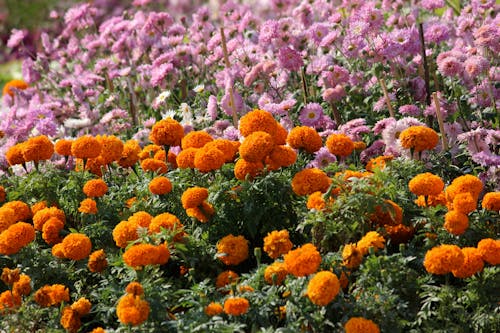 бесплатная Оранжевые и розовые цветы с лепестками Стоковое фото