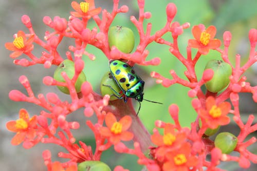 Fotos de stock gratuitas de ángeles aliento flores, de cerca, delicado