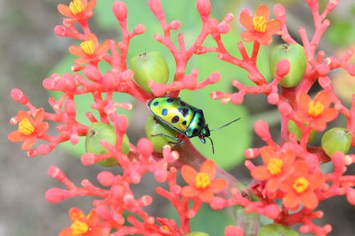 Photos gratuites de beetle, centrale, croissance