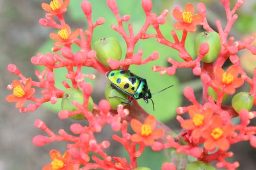 Foto stok gratis beetle, fotografi makro, kilang