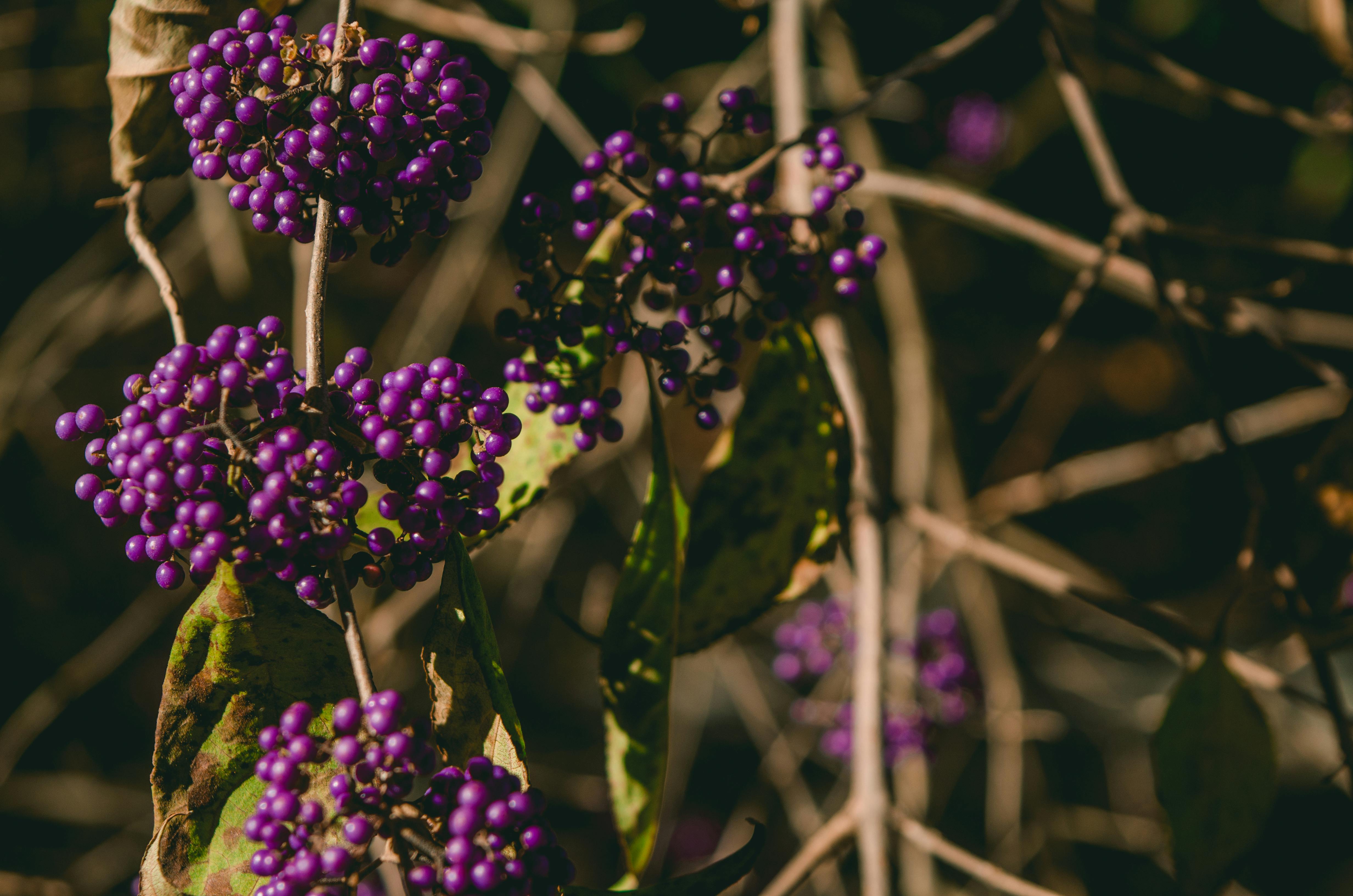 Free stock photo of frame, garden, lizard