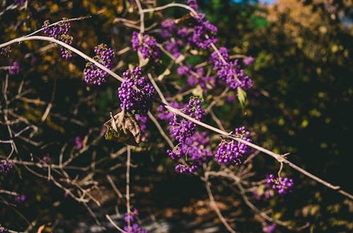 紫のクラスターの花のセレクティブフォーカス写真