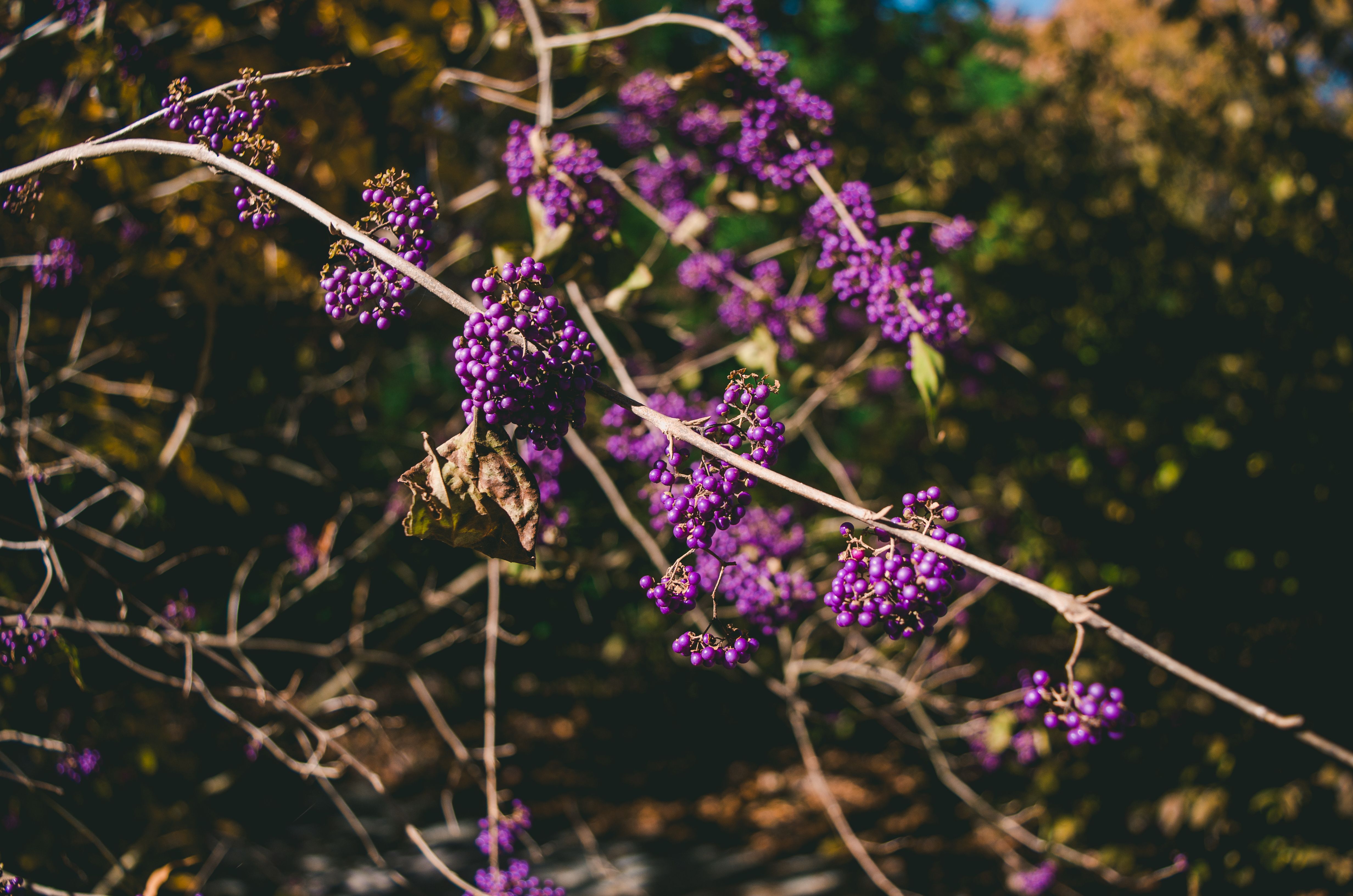Selective Focus Photo of Purple Cluster Flowers · Free Stock Photo