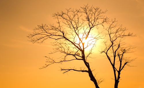 Silhouette Di Albero Al Tramonto