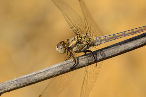 A Close-Up Shot of a Dragonfly