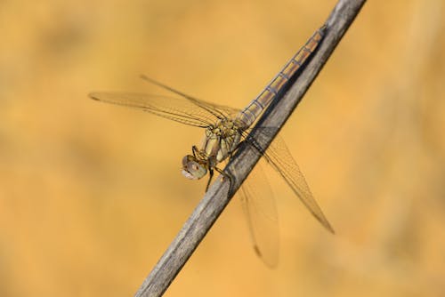Macro Shot of a Dragonfly on a Brown Stick