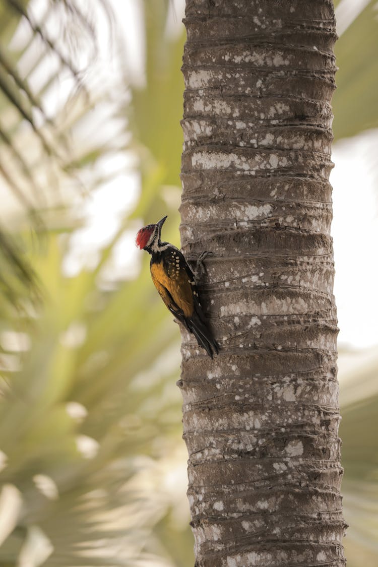 Woodpecker Sitting On Tree Trunk