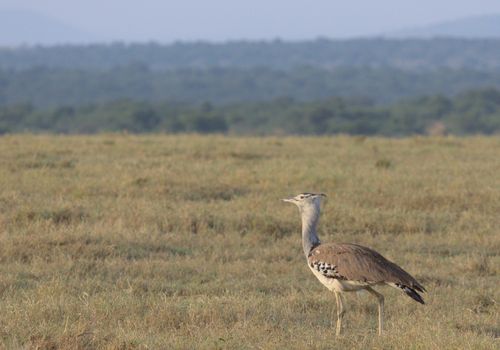 Photo of Brown Bird on Grassfield