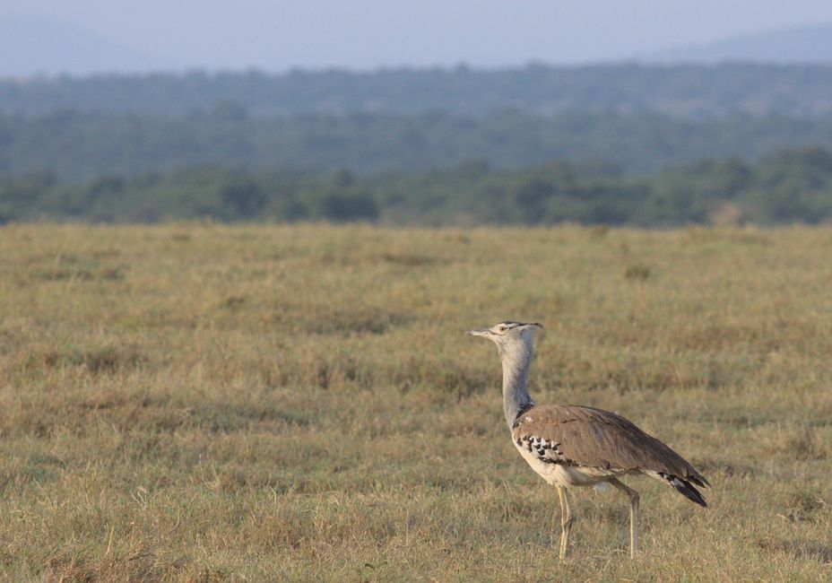 A kori bustard standing proudly in the grasslands of Nanyuki, Kenya.