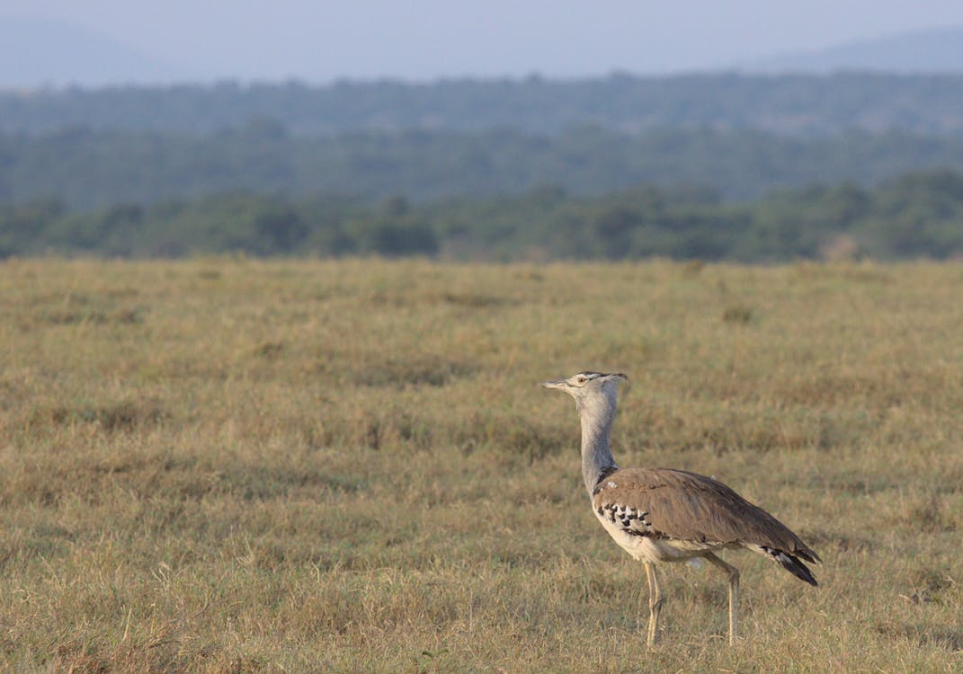 Free Photo of Brown Bird on Grassfield Stock Photo