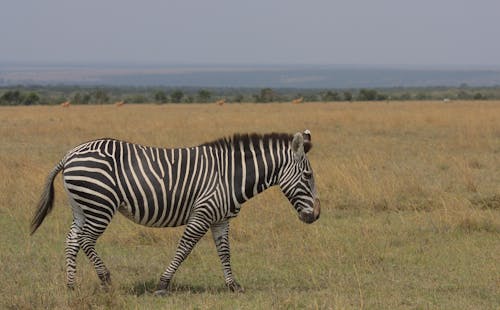 Black and White Zebra Walking on a Green Grass Field