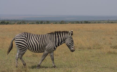 Free A zebra strolls across the vast savanna in Nanyuki, Kenya, showcasing its iconic stripes. Stock Photo