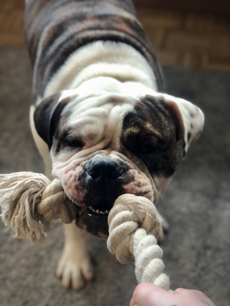 Close-Up Photo Of A Bulldog Pulling A White Rope