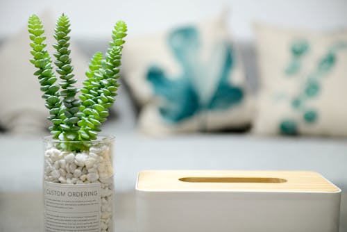 Selective Photo of Green Succulent Plant