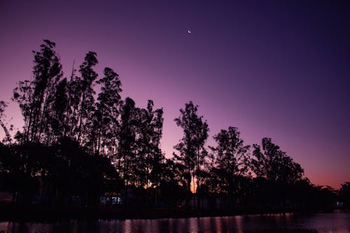 무료 나무, 밤에, 새벽의 무료 스톡 사진