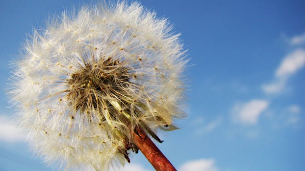 White Blow Flower Under Sunny Blue Skies