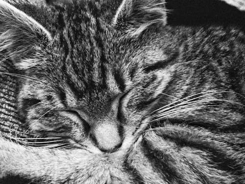 免費 虎斑貓睡覺 圖庫相片