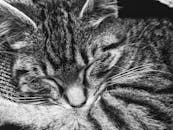 这张黑白特写捕捉了一只睡觉的虎斑小猫，展现出它毛茸茸的可爱特征