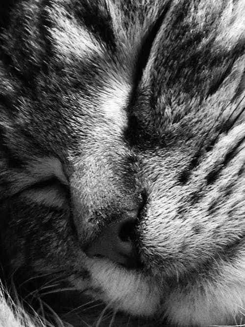 Photographie Macro D'un Chat