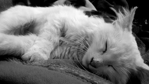 Gratis arkivbilde med katt, sove, svart-hvitt
