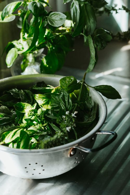 Free A colander filled with fresh basil leaves lit by natural sunlight, perfect for culinary use. Stock Photo