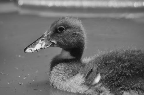 Kostenloses Stock Foto zu ente auf dem wasser, geflügel