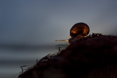 Kostnadsfria Kostnadsfri bild av bakgrundsbelyst, blötdjur, gastropod Stock foto
