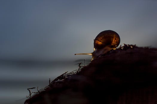 A close-up, backlit silhouette of a snail on a surface at twilight, showcasing its shell against a soft-focus background.