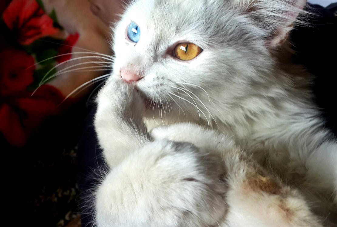 gratis Wit Blauw En Oranje Eyed Cat Stockfoto
