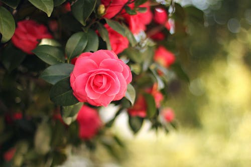 Gratis Bunga Merah Muda Foto Stok