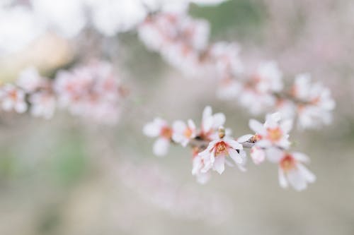 Free Selective Focus Photo of Blooming Flowers Stock Photo