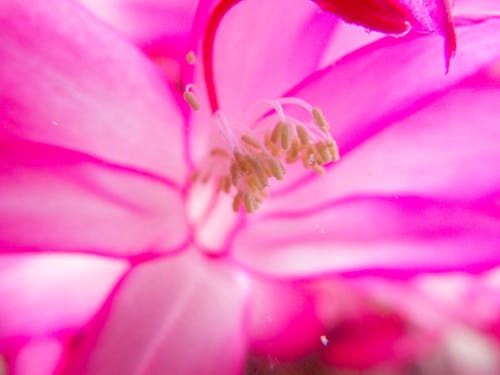 Kostenloses Stock Foto zu mutter natur, schöne blumen