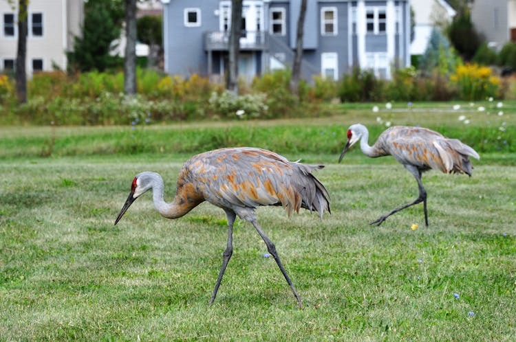 Sandhill Cranes On Grass