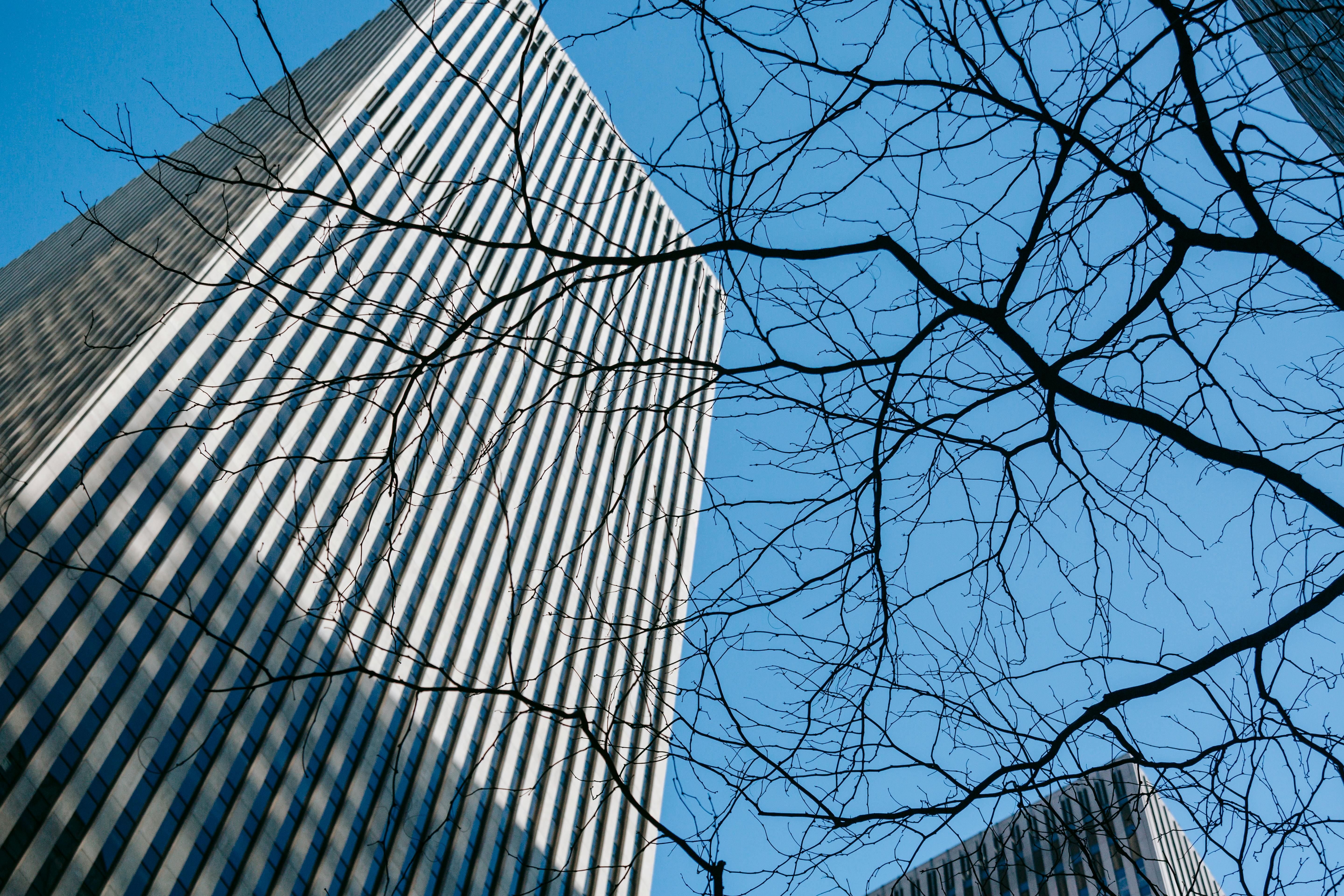 leafless tree near contemporary skyscraper under blue sky